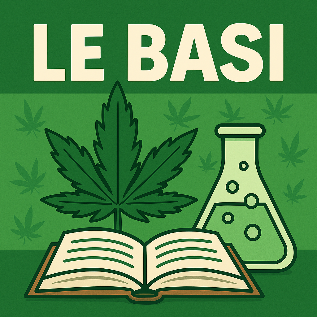 Le Basi - Work in Progress